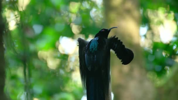 Nahaufnahme Des Schwarzen Sichelhühnchens Epimachus Meyeri Männlicher Paradiesvogel Mit Schulterfedern — Stockvideo