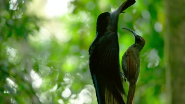 Falcão Preto Epimachus Meyeri Pássaro Paraíso Masculino Com Plumas Ombro — Vídeo de Stock