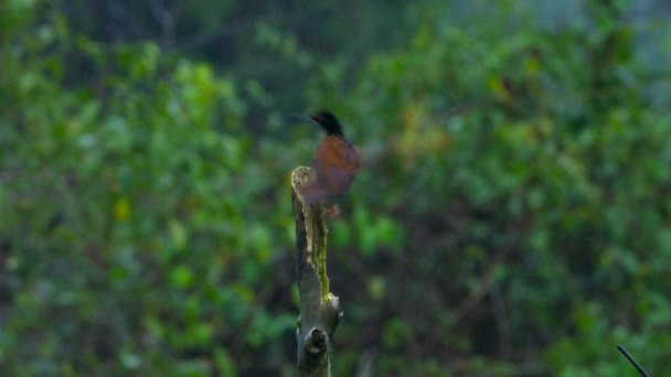 Großaufnahme Eines Zwölf Drahtgeflügelweibchens Seleucidis Melanoleucus Auf Einer Stange Papua — Stockvideo