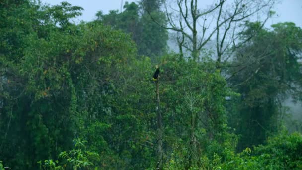 靠近一只在他展示的杆子上的天堂鸟十二线鸟 Seleucidis Melanoleucus 叫女人跳舞 巴布亚新几内亚 — 图库视频影像