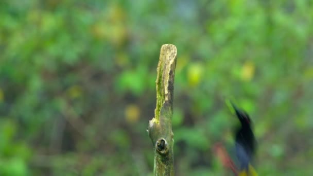 Close Van Een Twaalfkoppige Seleucidis Melanoleucus Paradijsvogel Mannetje Zijn Tentoonstellingspaal — Stockvideo