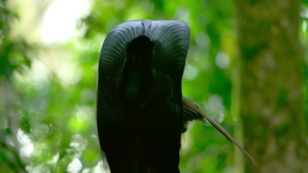 Carey Falciforme Negro Epimachus Meyeri Pájaro Macho Del Paraíso Con — Vídeos de Stock