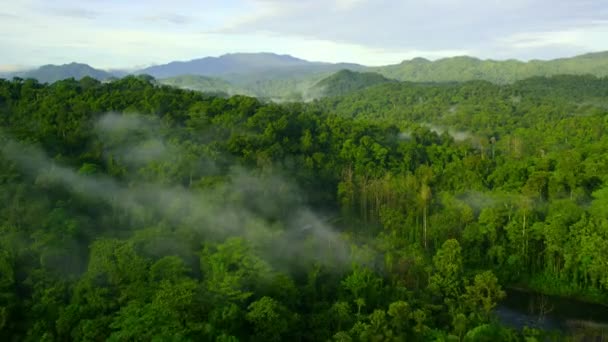 Vista Verde Del Bosque Tropical Con Palmeras Dosel Retroiluminado Turismo — Vídeos de Stock