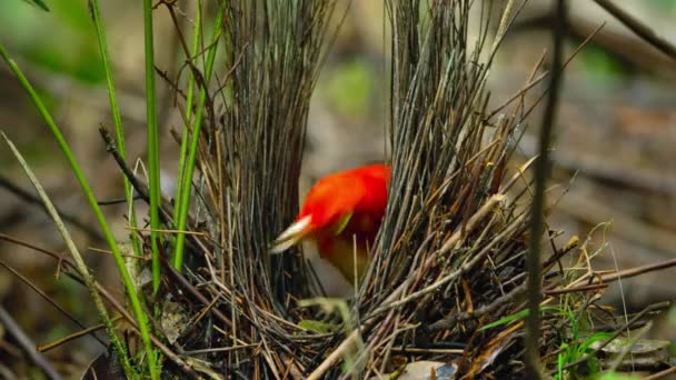 Flame Bowerbird Build Stick Bower Construction Hut Forest Builds Order — Stock Video