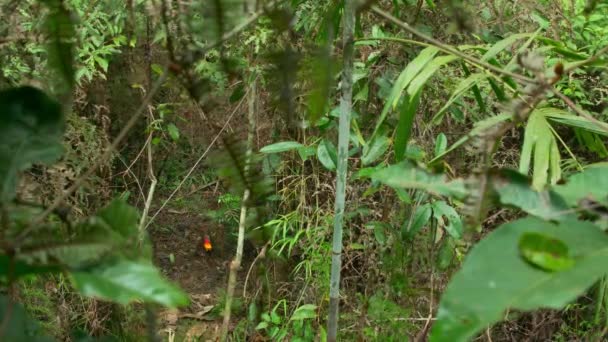 森林の小屋のような炎の蝶の構築棒の弓の建設は 女性を誘致するために構築 パプアニューギニア — ストック動画