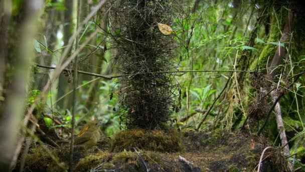 森の中の塔のようなマクレガーの蝶の構築棒の弓の建設は 女性を引き付けるために構築し パプアニューギニア — ストック動画