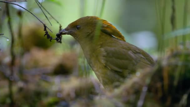 Macgregor Bowerbird Build Stick Bower Construction Tower Forest Builds Order — Stock Video