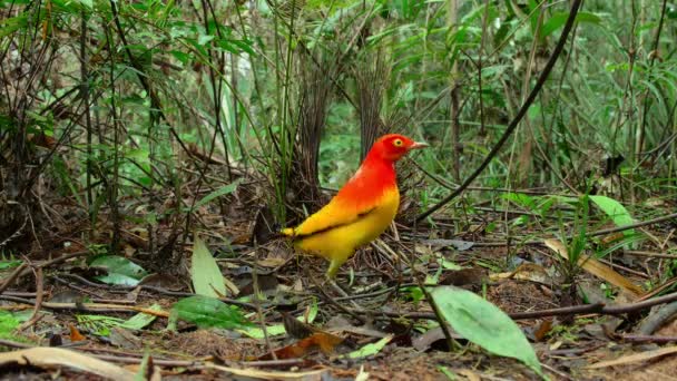 Flame Bowerbird Build Stick Bower Construction Hut Forest Builds Order — Stock Video