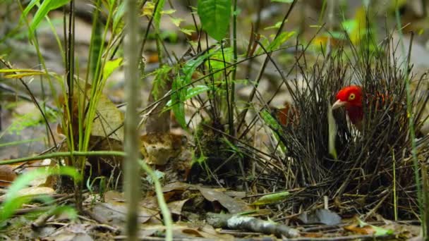 Plamen Bowerbird Stavět Tyč Bower Konstrukce Jako Chatrč Lese Staví — Stock video