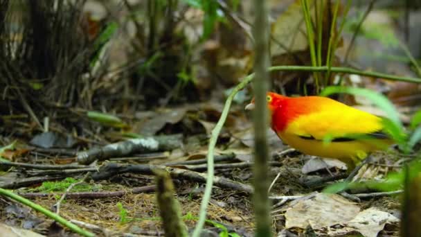 Flammenlaubenvogel Baut Stocklaubenbau Wie Hütte Wald Baut Das Weibchen Anzulocken — Stockvideo