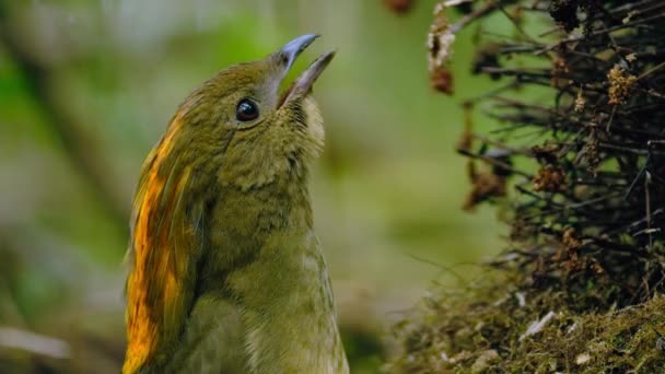 巴布亚新几内亚 靠近一只叫Macgregor Bowerbird的雄性知更鸟 是吸引雌性知更鸟的诱饵 — 图库视频影像