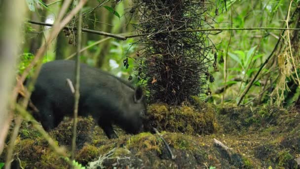 巴布亚新几内亚 靠近一只在森林里觅食的小野猪 — 图库视频影像