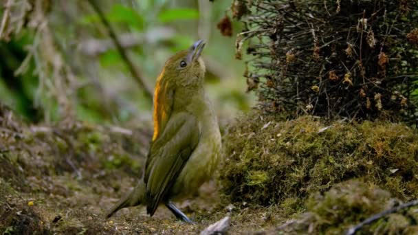 Close Macgregor Bowerbird Male Calling Lure Female Bower Papua New — Stock Video