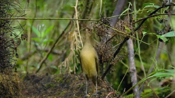 Macgregors Bowerbird Bygga Och Dcor Stick Bower Konstruktion Som Torn — Stockvideo