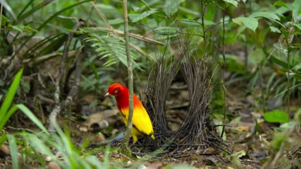 Flammenlaubenvogel Baut Stocklaubenbau Wie Hütte Wald Baut Das Weibchen Anzulocken — Stockvideo