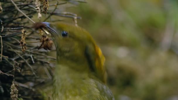 Macgregor Çardak Kuşu Inşaatı Dcor Ormandaki Bir Kule Gibi Çardak — Stok video
