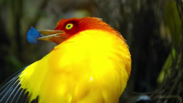 Vlambowerbird Mannelijk Dansen Verkering Display Het Bos Papoea Nieuw Guinea — Stockvideo
