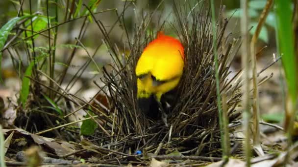 Flacără Bowerbird Reproducere Masculină Femele După Dans Expoziție Curtare Pădure — Videoclip de stoc