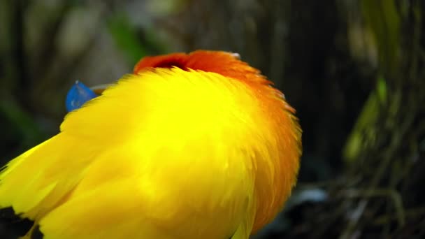 Φλόγα Bowerbird Αρσενικό Χορό Στο Φλερτ Απεικόνιση Στο Δάσος Παπούα — Αρχείο Βίντεο