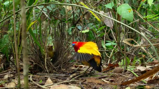 Flame Bowerbird Masculino Dançando Exibição Namoro Floresta Papua Nova Guiné — Vídeo de Stock