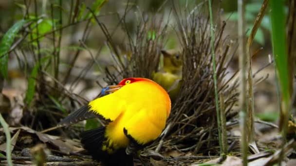 Flammenlaubenmännchen Tanzt Bei Der Balz Wald Papua Neuguinea — Stockvideo