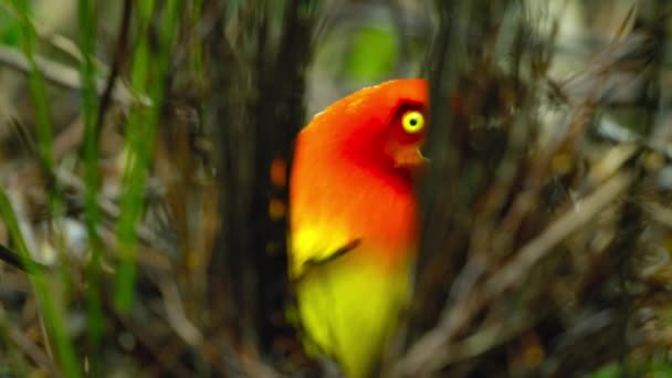 Close Flame Bowerbird Male Calling Contracting Expanding Pupil Láure Female — Stock video