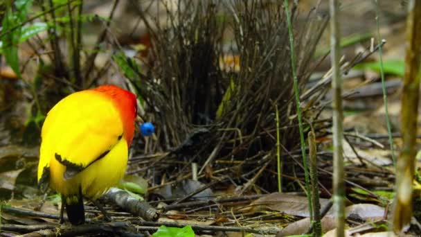 Plamen Bowerbird Stavět Tyč Bower Konstrukce Jako Chatrč Lese Staví — Stock video