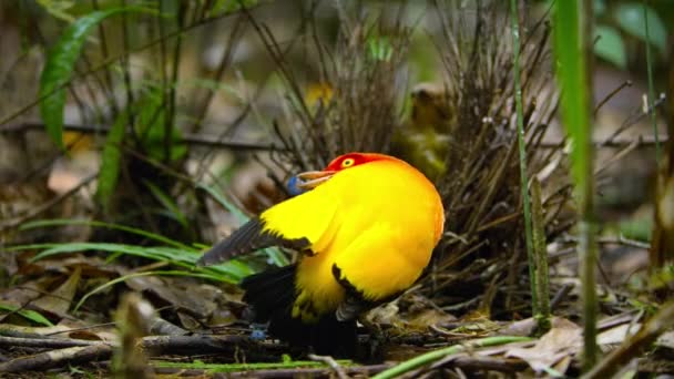 Flame Bowerbird Masculino Dançando Exibição Namoro Floresta Papua Nova Guiné — Vídeo de Stock