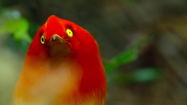 火の鳥のオスの呼び出しの閉じる 収縮し 生徒を拡大弓への魅惑の女性 パプアニューギニア — ストック動画