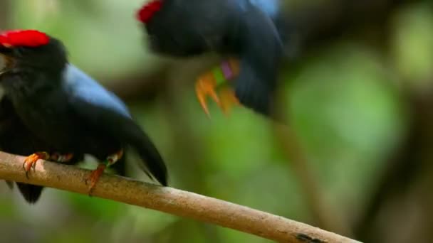 Lance Tailed Manakin Masculino Dançando Exibição Namoro Selva Tropical Panamá — Vídeo de Stock