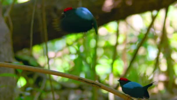Lanzenschwanzmanakin Männchen Tanzen Bei Der Balz Tropischen Dschungel Von Panama — Stockvideo