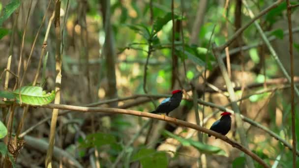 在巴拿马热带雨林的求爱展示会上 长尾金丝雀的雄蜂在跳舞 — 图库视频影像