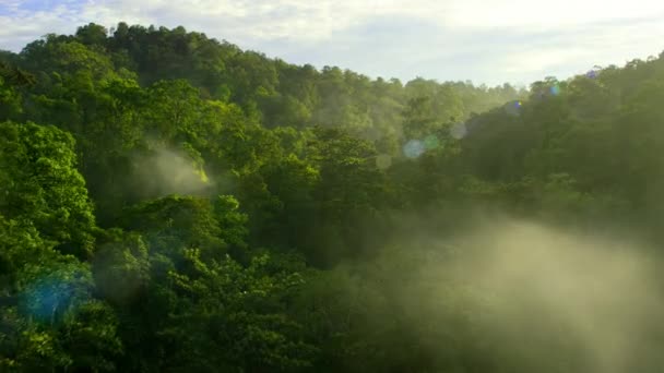 Vista Floresta Tropical Verde Com Palmas Dossel Retroiluminado Turismo Local — Vídeo de Stock