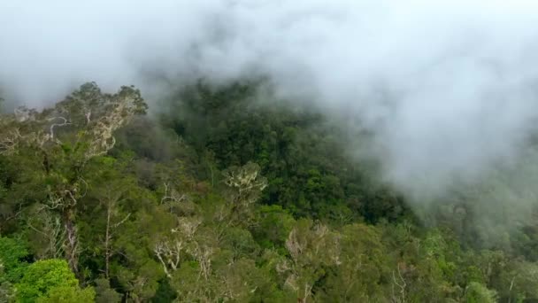 Blick Auf Grünen Tropenwald Mit Palmen Und Baldachin Hinterleuchtet Örtlicher — Stockvideo