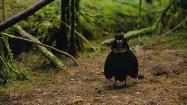カローラのパロティア Parotia Carolae パプアニューギニアの熱帯ジャングルの求愛展示での楽園の男性鳥 — ストック動画