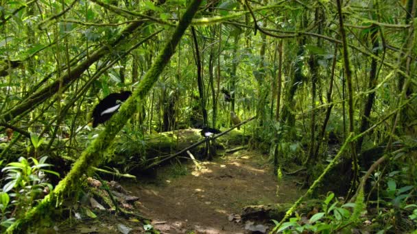 Nahaufnahme Einer Carola Parotia Parotia Carolae Männlicher Paradiesvogel Wald Papua — Stockvideo