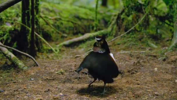 Carola Parotia Parotia Carolae Αρσενικό Πουλί Του Παραδείσου Που Χορεύει — Αρχείο Βίντεο