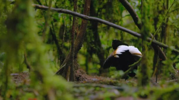 Carola Parotia Parotia Carolae Männlicher Paradiesvogel Beim Balztanz Tropischen Dschungel — Stockvideo
