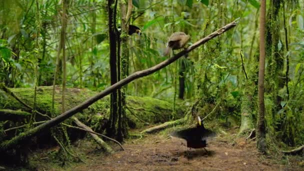 Carola Parotia Parotia Carolae Männlicher Paradiesvogel Beim Balztanz Tropischen Dschungel — Stockvideo