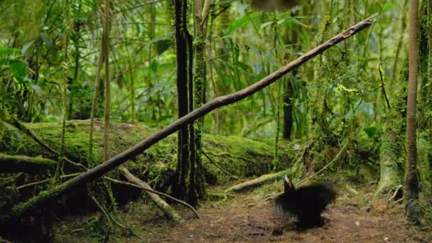 Carolas Parotia Parotia Carullae 정글에서 구애중인 천국의 파푸아뉴기니 — 비디오