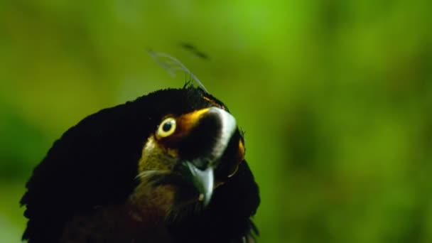 Primo Piano Della Parotia Carola Parotia Carolae Uccello Del Paradiso — Video Stock