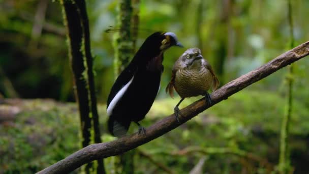 Carola Parotia Parotia Carolae 在巴布亚新几内亚森林的求爱表演中跳完舞后 与雌鸟共同繁殖的天堂之鸟 — 图库视频影像