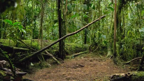 パプアニューギニアの森にあるカローラのパロティア Parotia Carolae 男性の楽園の鳥の閉鎖 — ストック動画