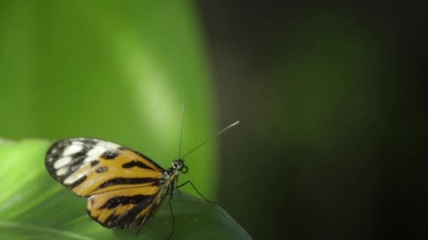 Žlutý Černý Motýl Monarcha Motýl Neboli Jednoduše Monarcha Danaus Plexippus — Stock video