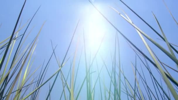 Totora Reed Plants Growing Titicaca Lake Puno Περού Νότια Αμερική — Αρχείο Βίντεο