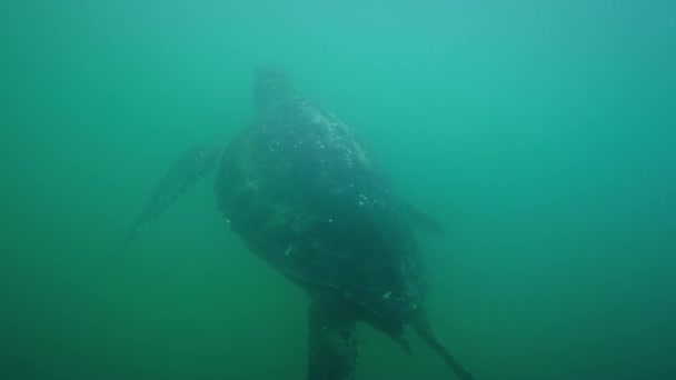 Grüne Meeresschildkröten Unter Wasser Nuro Beach Los Organos Piura Peru — Stockvideo