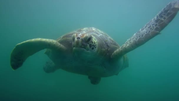 Groene Zeeschildpadden Onderwater Nuro Beach Los Organos Piura Peru — Stockvideo