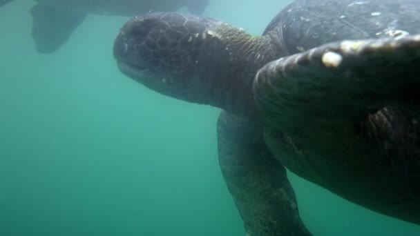 Πράσινες Θαλάσσιες Χελώνες Υποθαλάσσια Στο Nuro Beach Los Organos Piura — Αρχείο Βίντεο