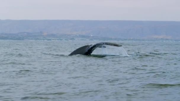 青い海 ペルー 南アメリカのザトウクジラと子牛の閉鎖 — ストック動画