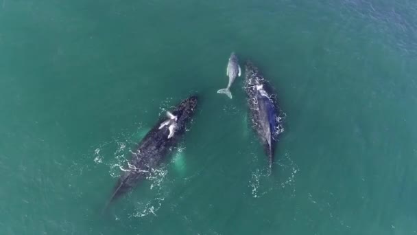 Κοντινό Πλάνο Του Humpback Φάλαινες Και Μοσχάρι Ένα Μπλε Ωκεανό — Αρχείο Βίντεο